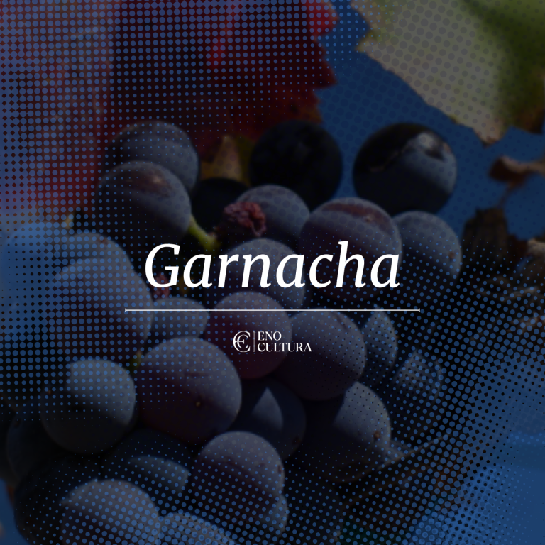 Garnacha