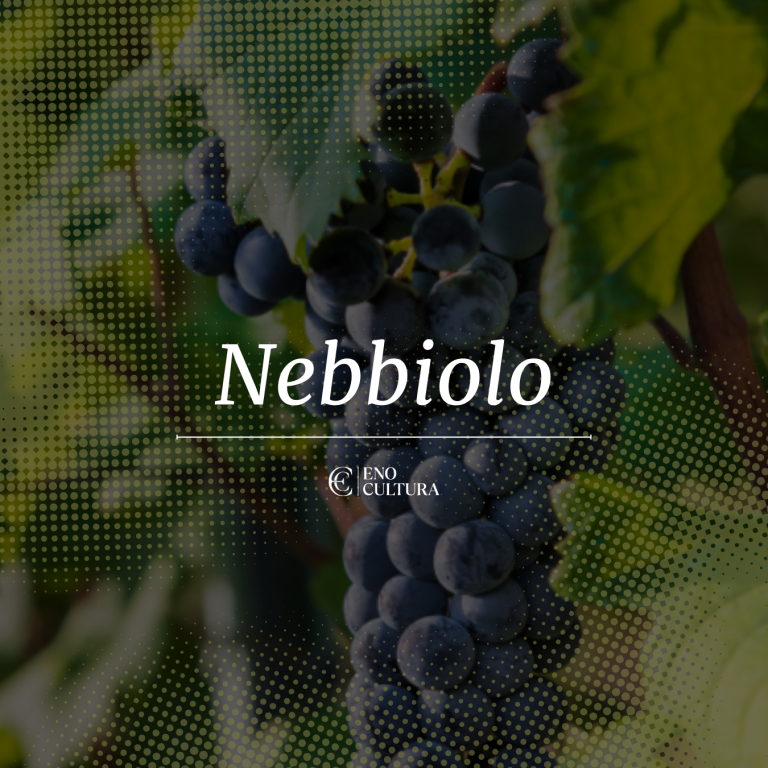 Nebbiolo